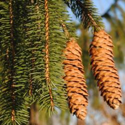 Location: Aurora, Illinois
Date: 2012-12-23
Norway Spruce cones and twigs