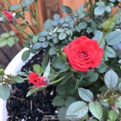
Date: 2018-10-13
Rosa 'Red Minimo'