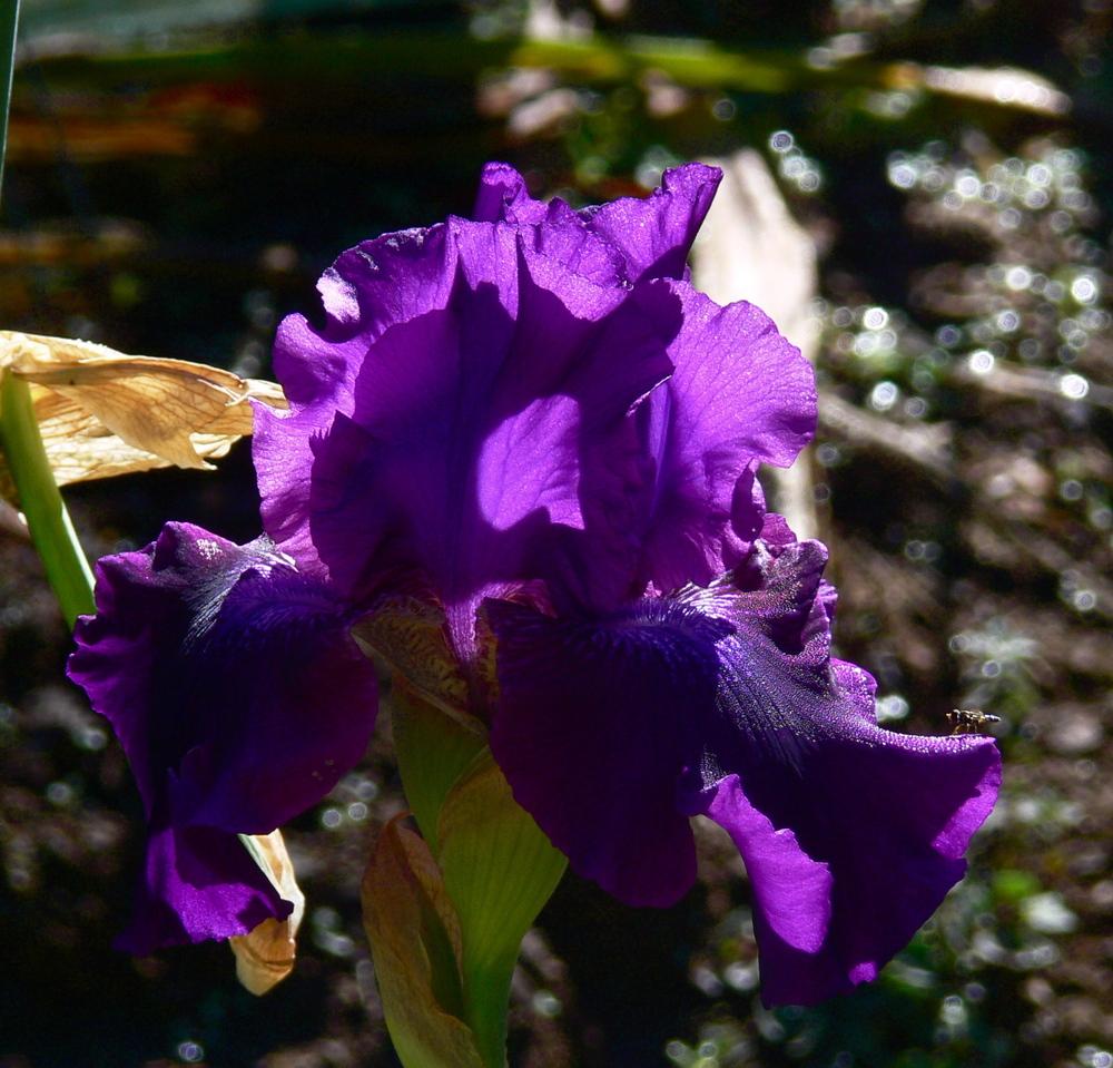 Photo of Tall Bearded Iris (Iris 'Rosalie Figge') uploaded by janwax
