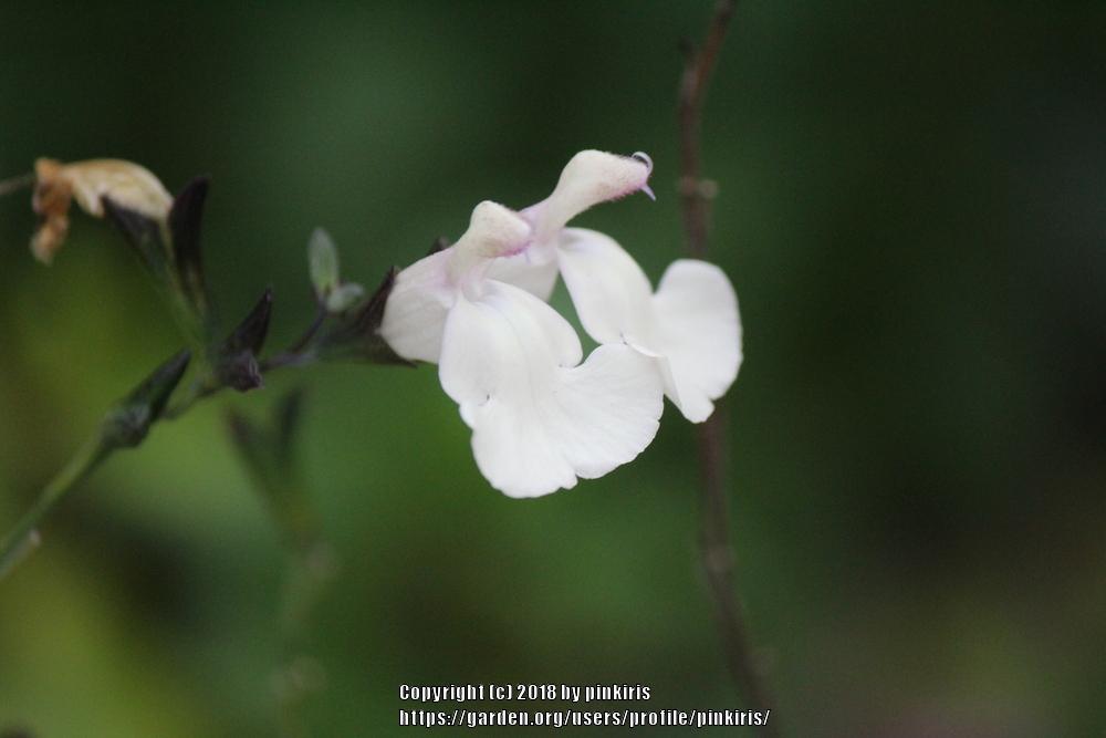 Photo of Salvia (Salvia x jamensis Heatwave™ Glimmer) uploaded by pinkiris