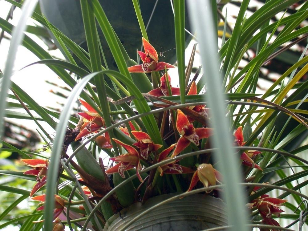 Photo of Coconut Orchid (Maxillaria tenuifolia) uploaded by Gina1960