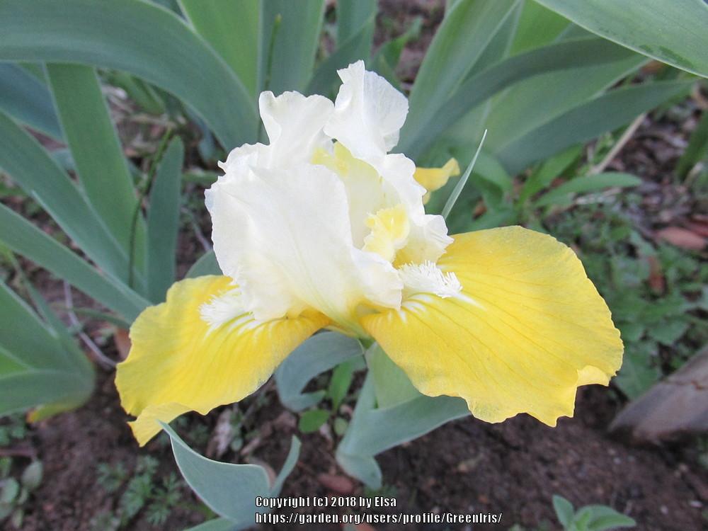 Photo of Standard Dwarf Bearded Iris (Iris 'Vavoom') uploaded by GreenIris