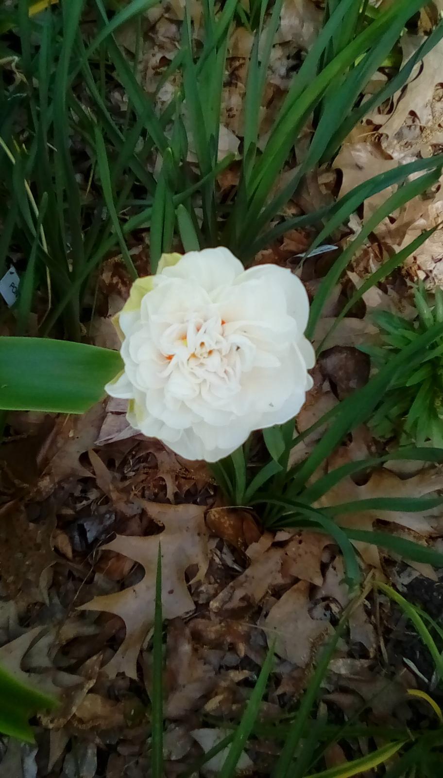 Photo of Double Daffodil (Narcissus 'Acropolis') uploaded by Kabby