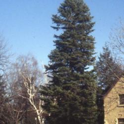 Location: Aurora, Illinois
Date: winter in 1980's
tall specimen in yard