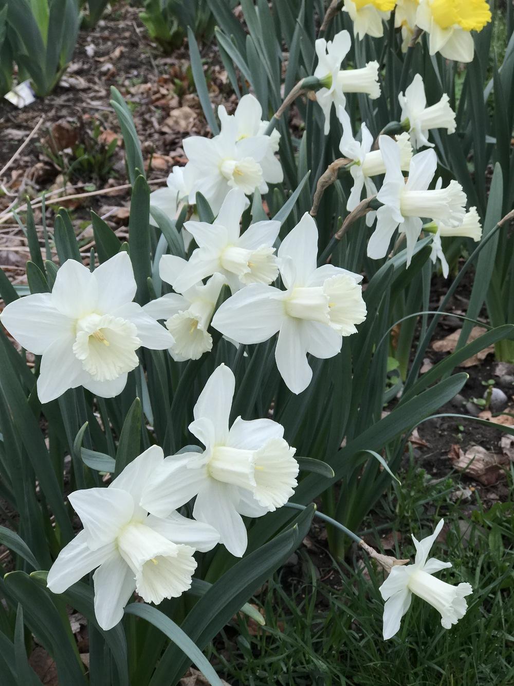 Photo of Trumpet Daffodil (Narcissus 'Beersheba') uploaded by cgoldb