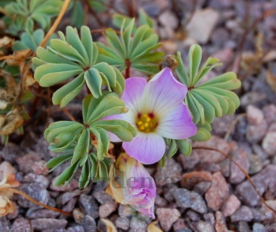 Photo of Pink Carpet Oxalis (Oxalis adenophylla) uploaded by valleylynn