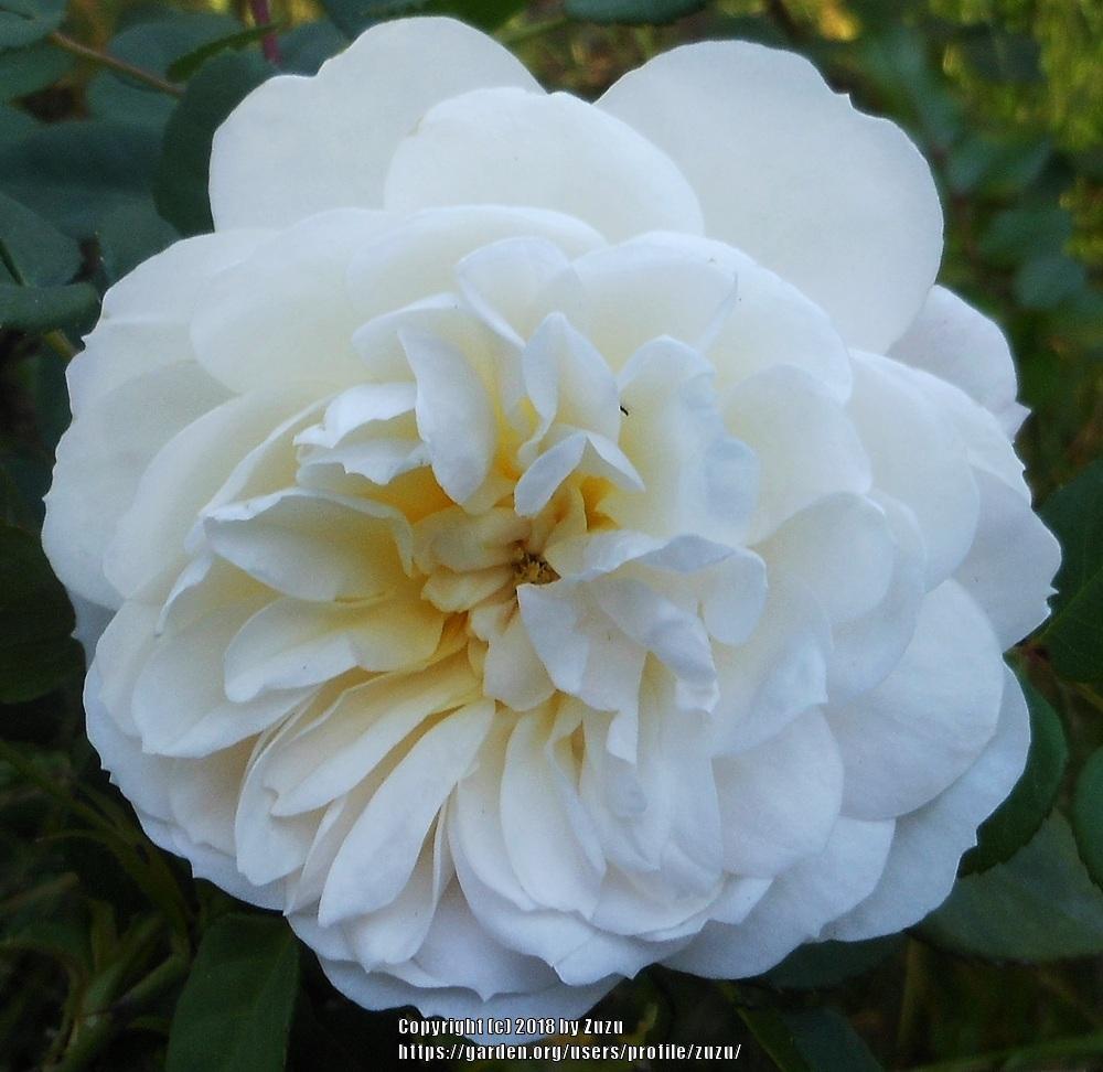 Photo of Rose (Rosa 'Crocus Rose') uploaded by zuzu
