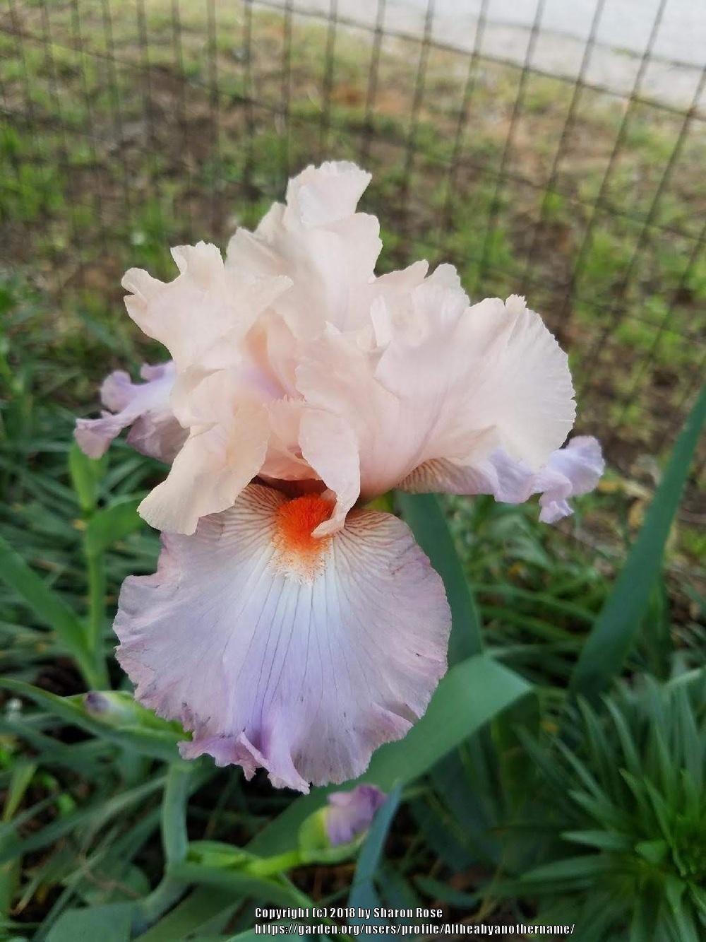 Photo of Tall Bearded Iris (Iris 'Celebration Song') uploaded by Altheabyanothername