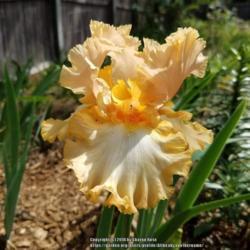 Location: My Caffeinated Garden, Grapevine, TX
Date: Spring 
Backyard Beauty...unknown