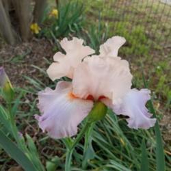 Location: My Caffeinated Garden, Grapevine, TX
Date: Spring 2018
A nice garden iris!
