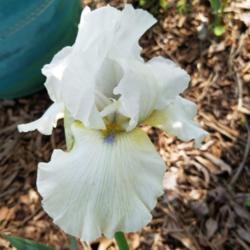Location: My Caffeinated Garden, Grapevine, TX
Date: Spring 2018
Although mainly an older "white" iris.. the chartreuse green haft