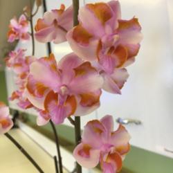 
An example of Phalaenopsis pulcherrima var. champorensis which sc