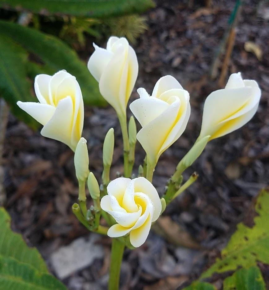 Photo of Plumeria (Plumeria rubra 'Mellow Yellow') uploaded by Dutchlady1