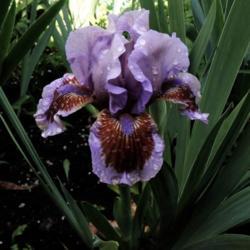 Location: Hobart, Tasmania
Date: 2018-10-18
" Island " Dwarf Bearded Iris