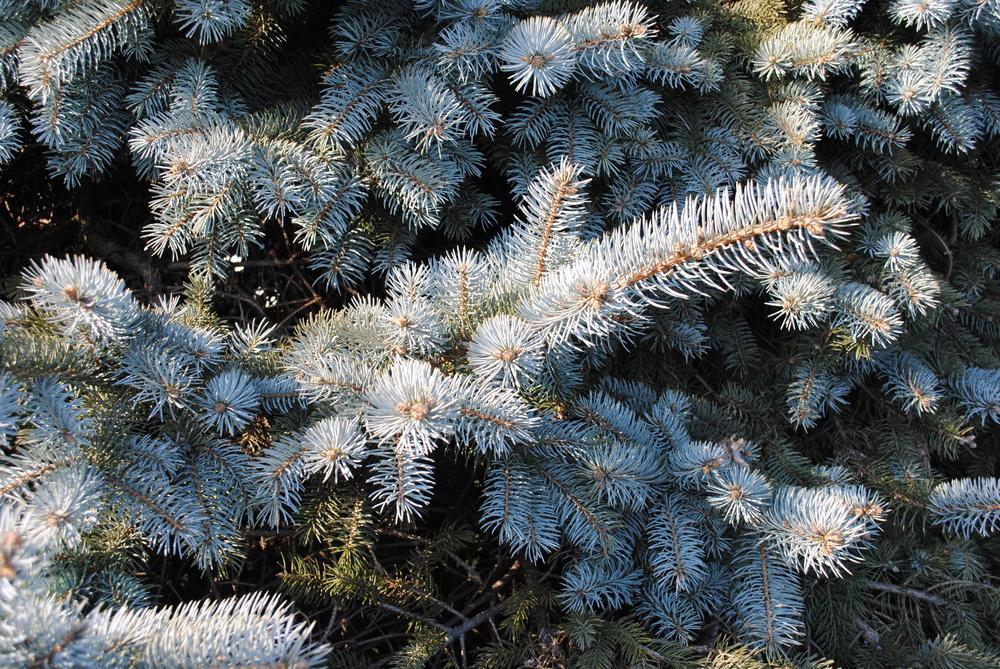 Photo of Colorado Blue Spruce (Picea pungens) uploaded by ILPARW