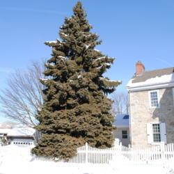 Location: Downingtown, Pennsylvania
Date: 2011-01-31
bluish specimen with 18th century house