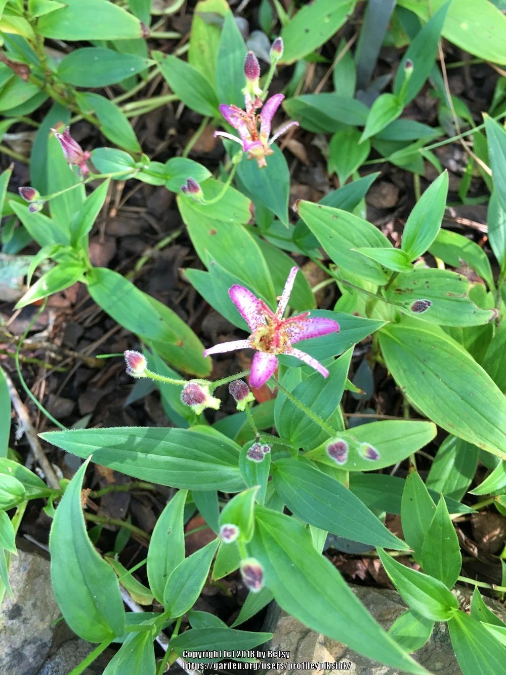 Photo of Toad Lilies (Tricyrtis) uploaded by piksihk