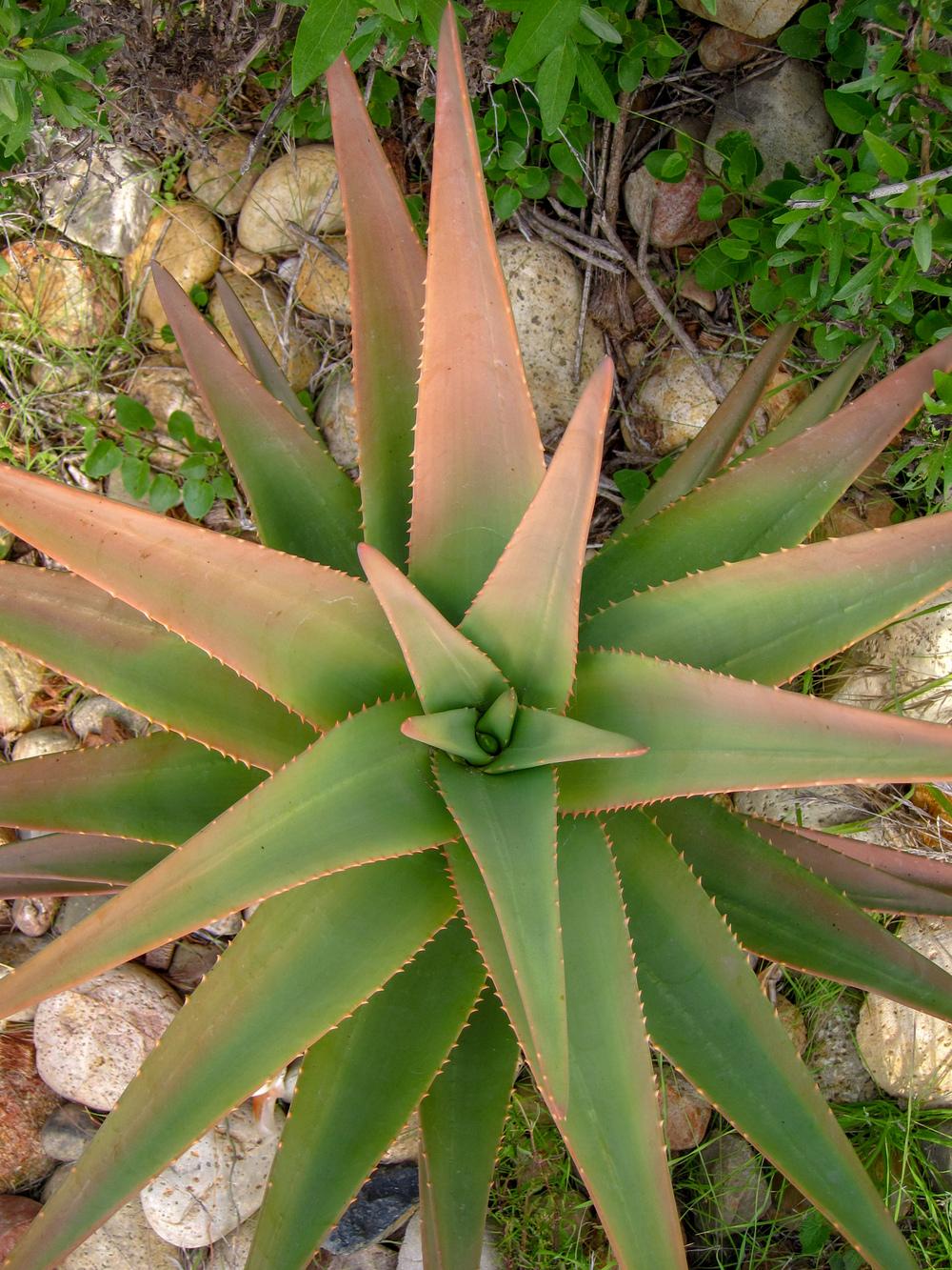 Photo of Aloe (Aloidendron 'Hercules') uploaded by Baja_Costero