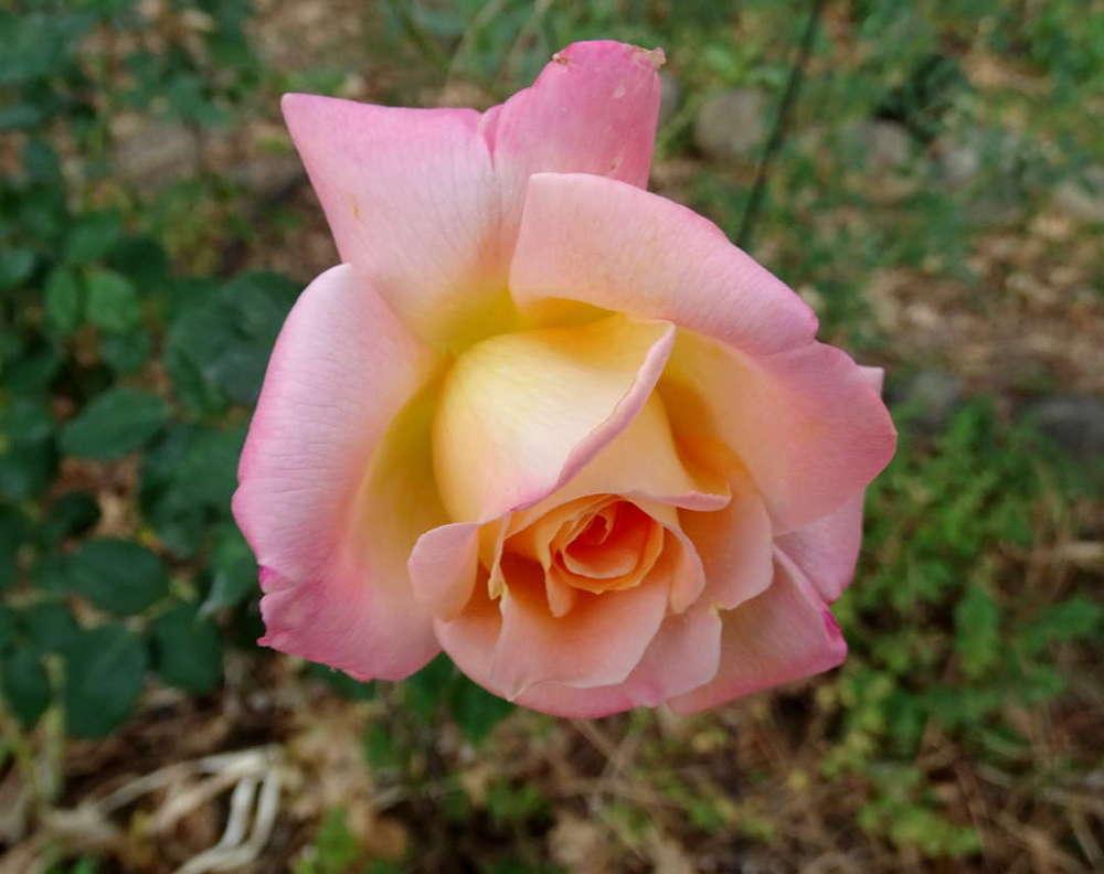 Photo of Rose (Rosa 'Rejoice') uploaded by Beth_NorCal