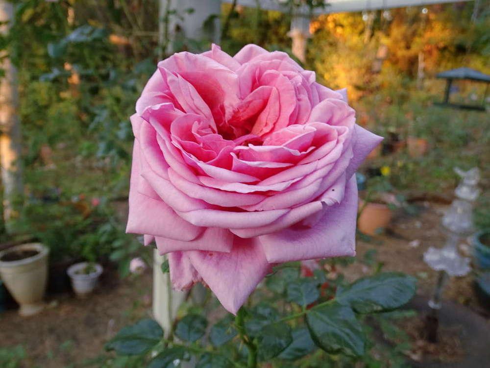 Photo of Rose (Rosa 'Aloha') uploaded by Beth_NorCal