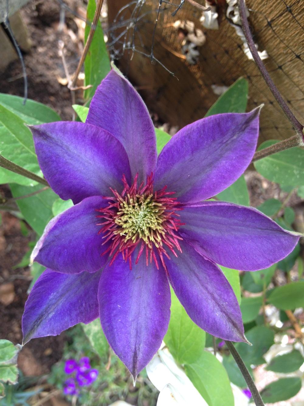 Photo of Clematis 'Multi Blue' uploaded by Klphil43