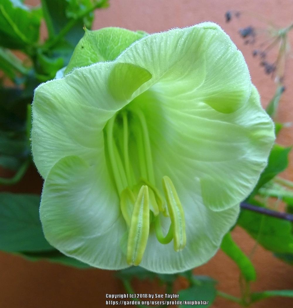 Photo of Cup and Saucer Vine (Cobaea scandens 'Alba') uploaded by kniphofia