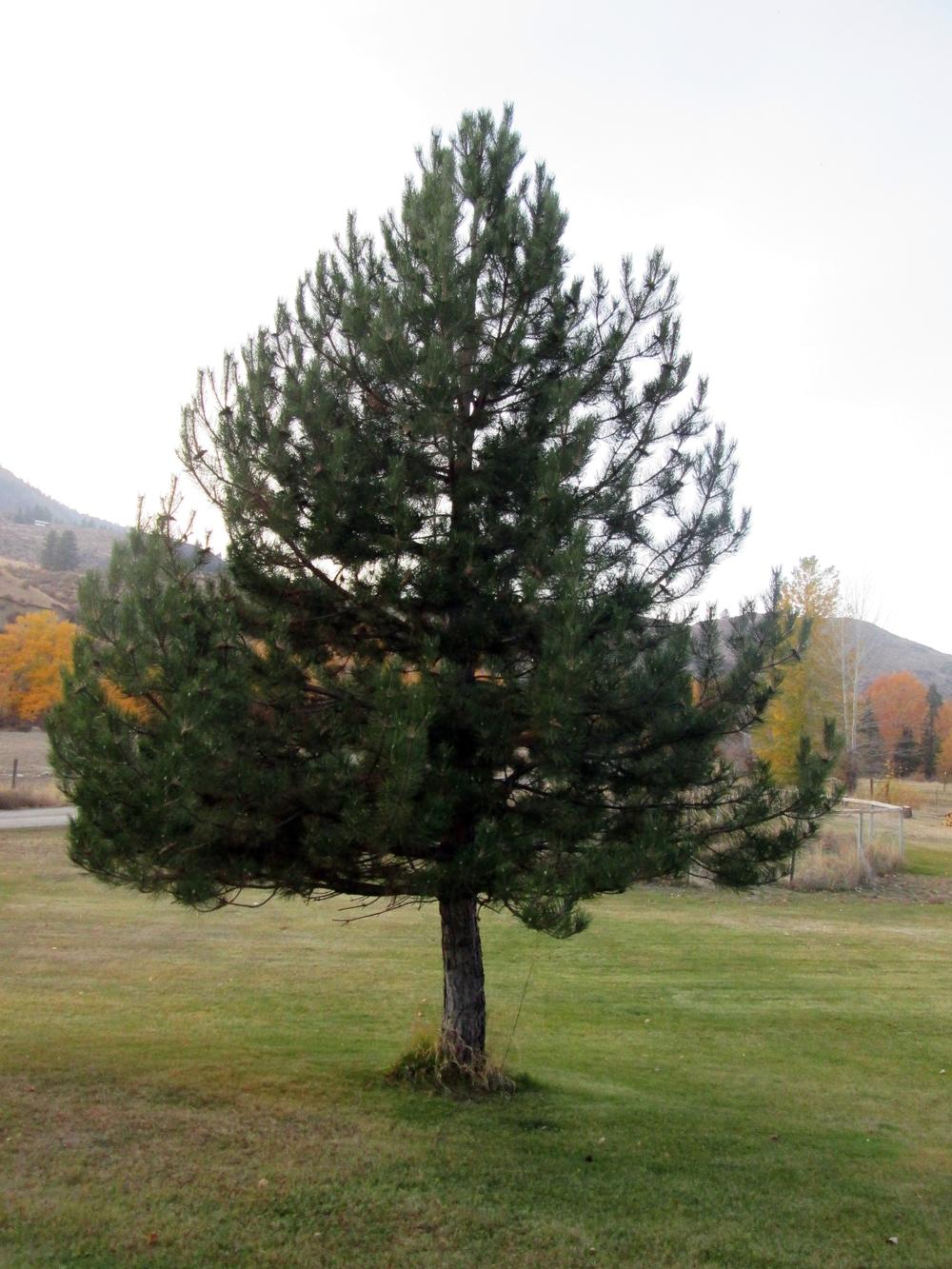 Photo of Austrian Pine (Pinus nigra) uploaded by lauribob