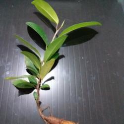 Location: sumatera indonesia
Date: 2018-10-21
some seedling shows caudex-root form