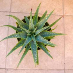 Location: Baja California
Date: 2012-11-10
Aloe x spinosissima