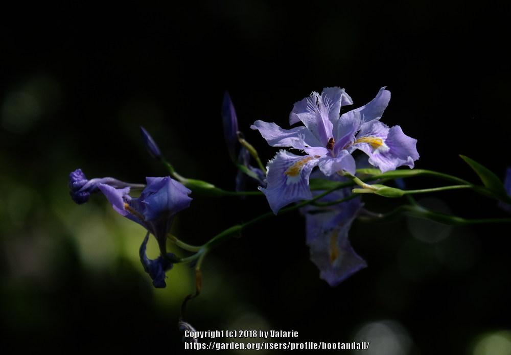 Photo of Species Iris (Iris confusa 'Chengdu') uploaded by bootandall