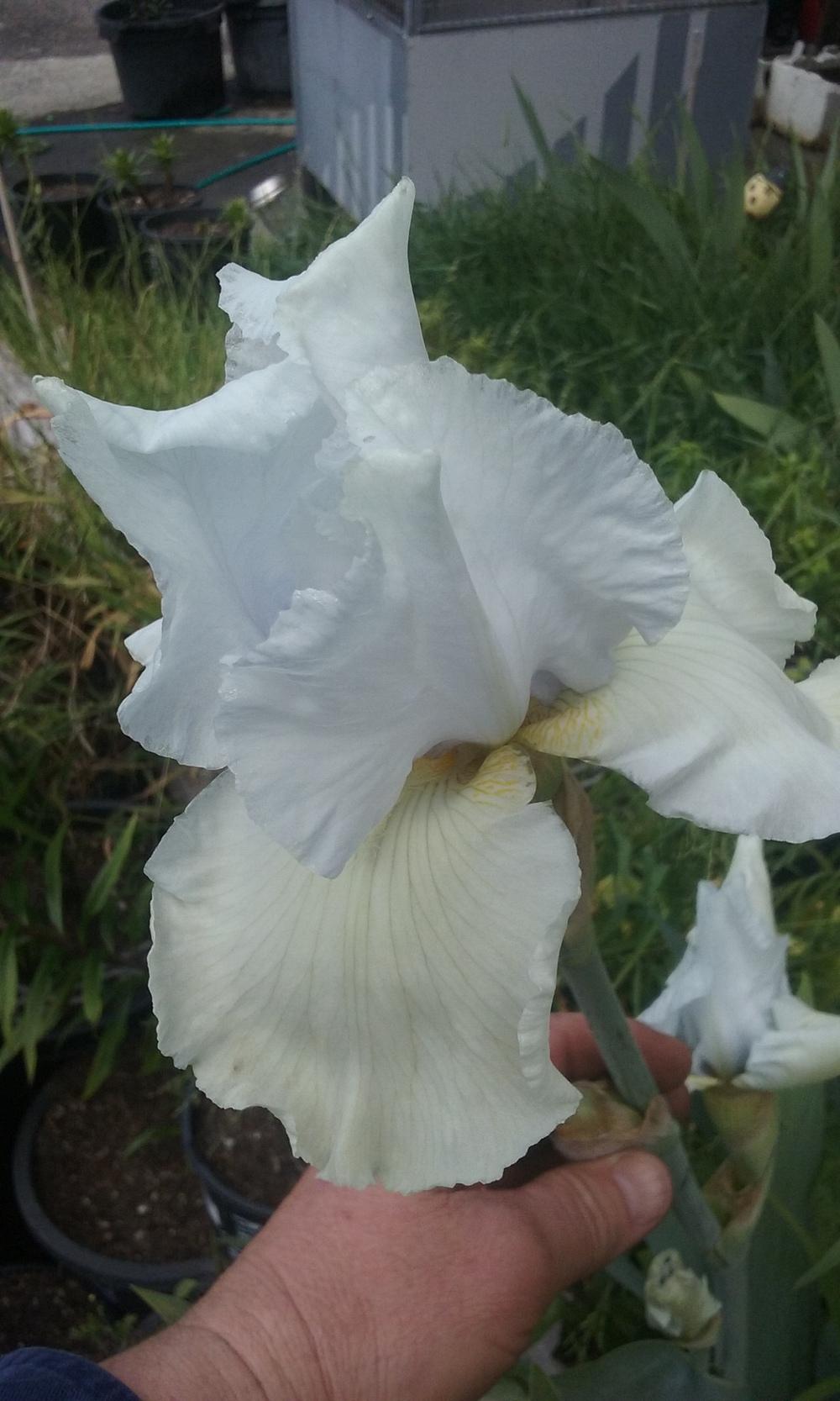 Photo of Tall Bearded Iris (Iris 'Ice Sculpture') uploaded by gwhizz