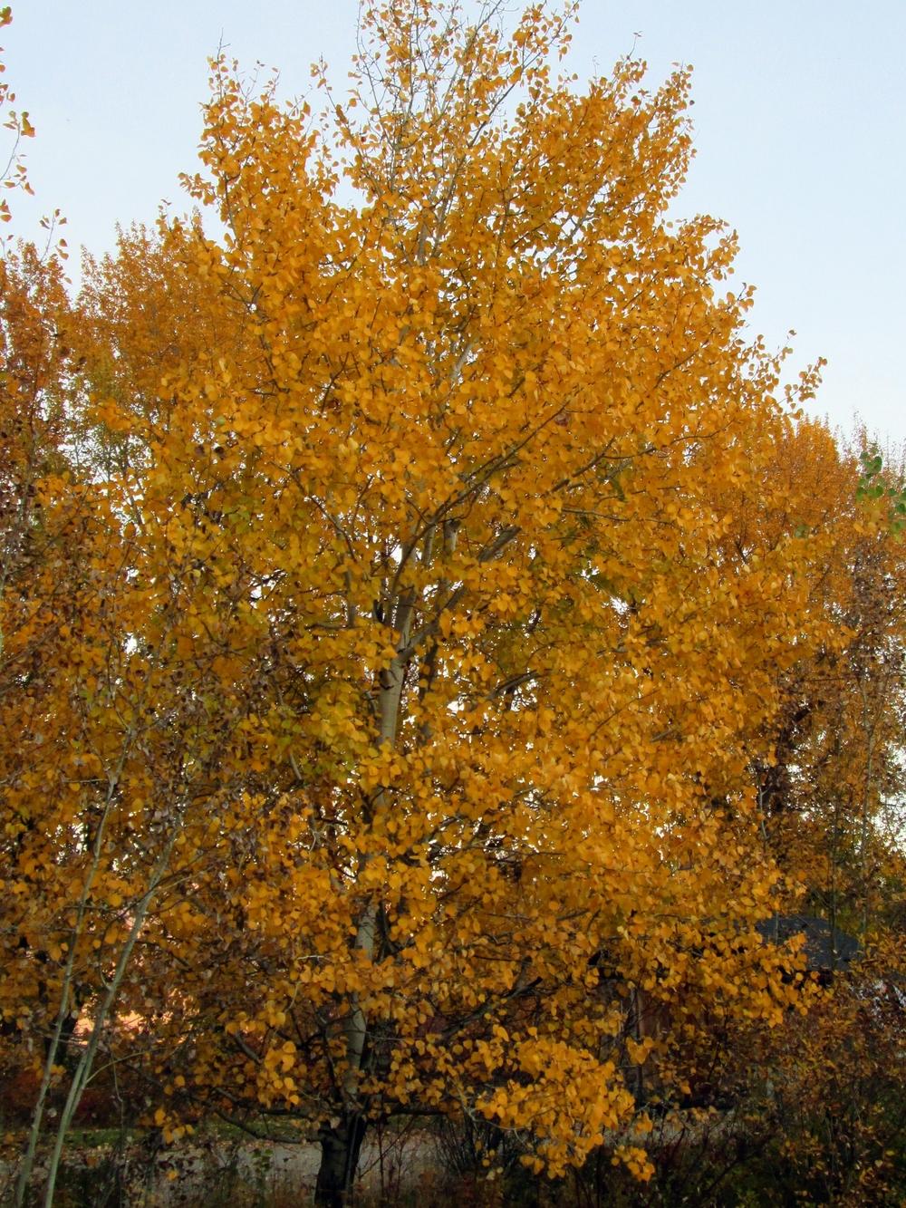 Photo of Quaking Aspen (Populus tremuloides) uploaded by lauribob
