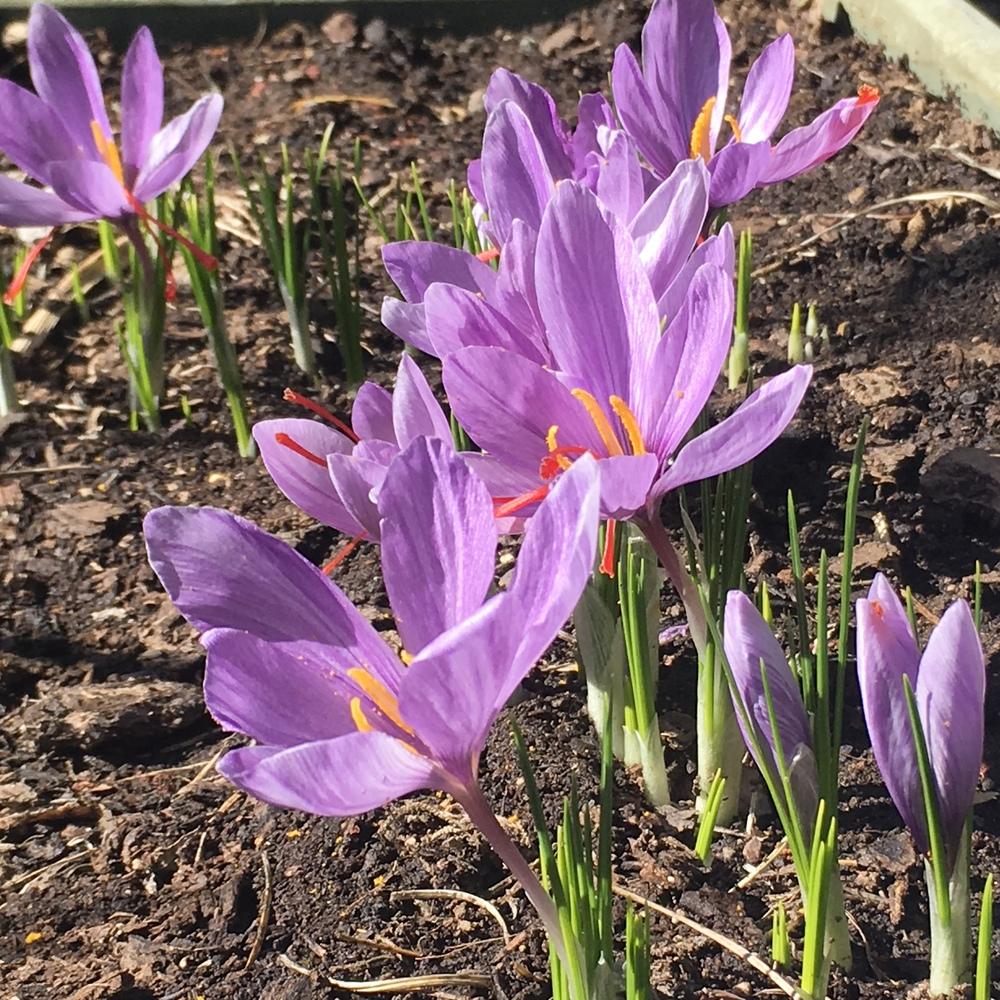 Photo of Saffron Crocus (Crocus sativus) uploaded by lilpod13
