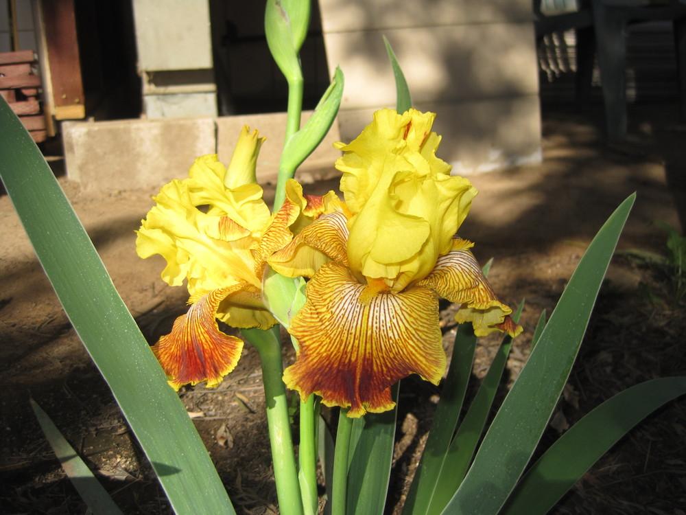 Photo of Tall Bearded Iris (Iris 'Bengal Tiger') uploaded by shalyn