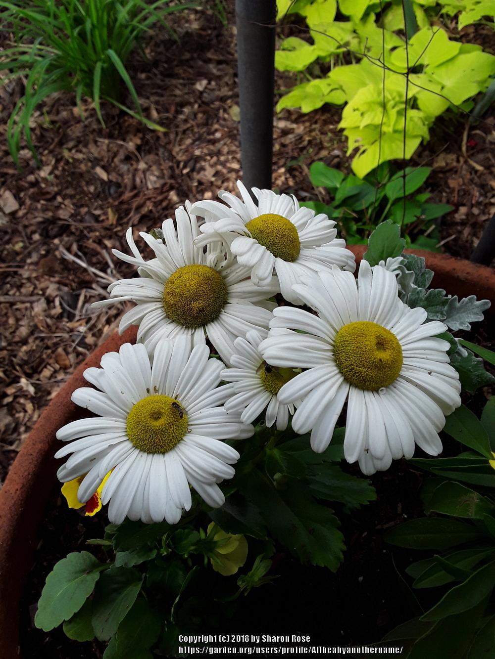 Photo of Montauk Daisy (Nipponanthemum nipponicum) uploaded by Altheabyanothername
