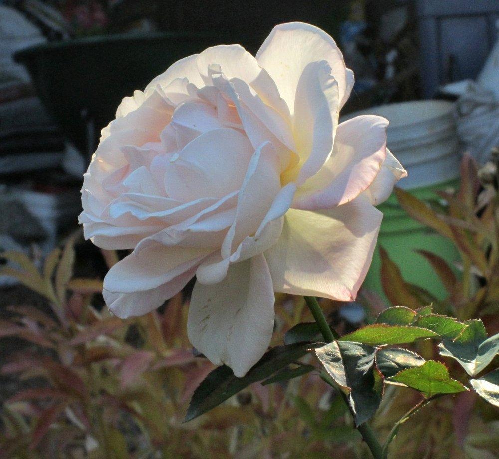 Photo of Rose (Rosa 'White Delight') uploaded by RoseBlush1
