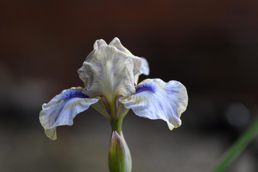 Photo of Standard Dwarf Bearded Iris (Iris 'Blue Oasis') uploaded by cliftoncat