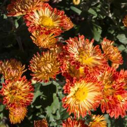 Location: Clinton, Michigan 49236
Date: 2018-10-17
"Chrysanthemum 'Dolliette', 2018 photo, Common Name: Hardy Garden