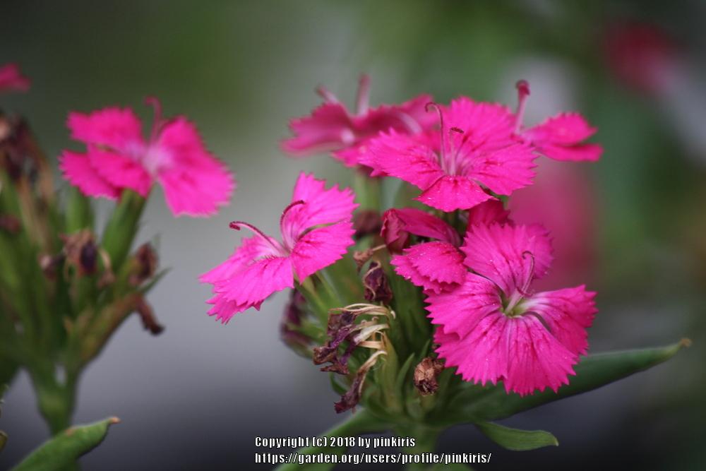 Photo of Dianthus Jolt™ Pink uploaded by pinkiris