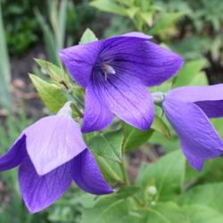 Location: My Garden, Ontario, Canada
Date: 2018-08-31
Platycodon is a late summer blooming perennial that self-seeds re