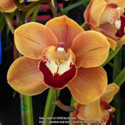 Location: Cymbidium Orchid Society of Victoria Annual Show, Victoria, Australia
Date: 2018-09-16
Part of Andy Tran's display.