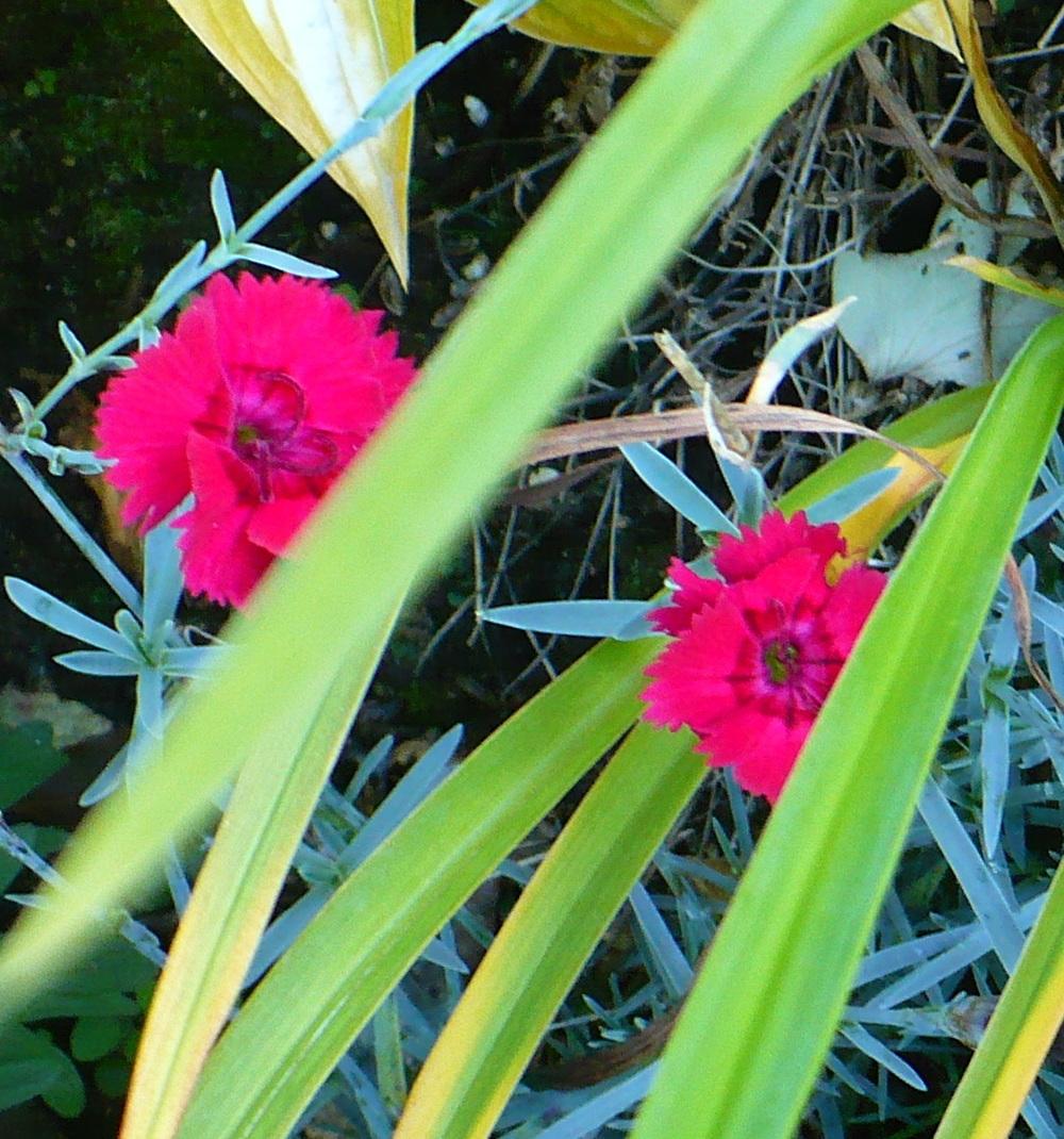 Photo of Cheddar Pink (Dianthus gratianopolitanus 'Feuerhexe') uploaded by HemNorth