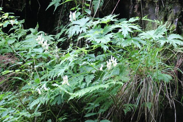 Photo of Wolfbane (Aconitum lycoctonum subsp. vulparia) uploaded by RuuddeBlock