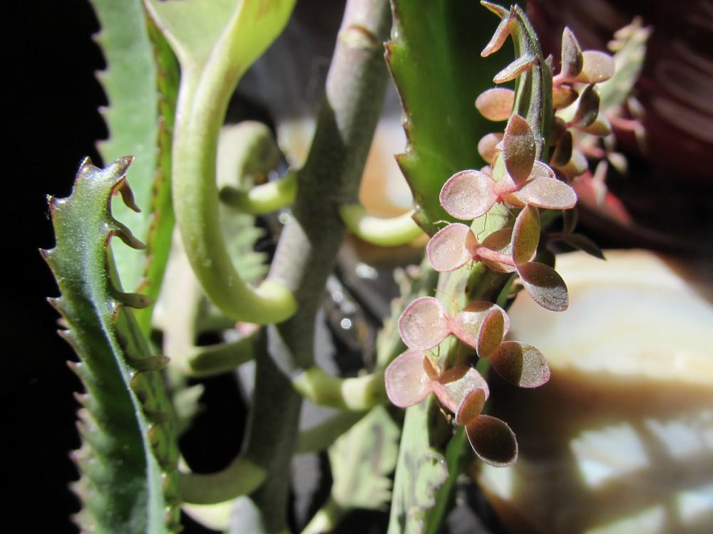 Photo of Pink Mother of Thousands (Kalanchoe 'Pink Butterflies') uploaded by SongofJoy