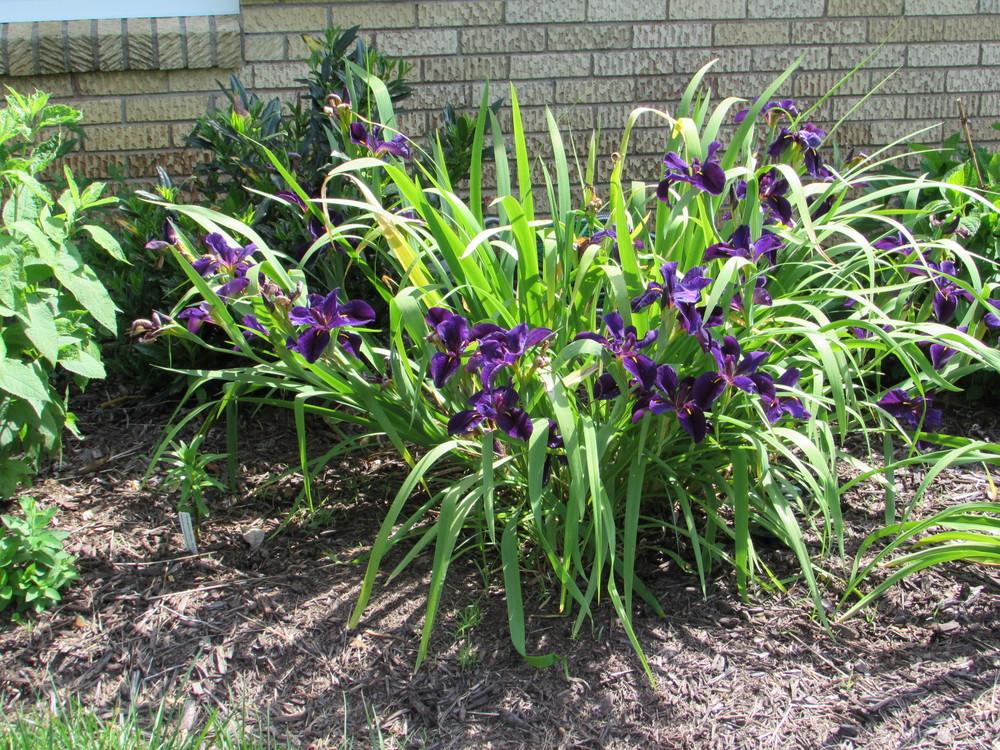 Photo of Louisiana Iris (Iris 'Black Gamecock') uploaded by SongofJoy