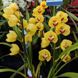 Location: Cymbidium Orchid Society of Victoria Annual Show, Victoria, Australia
Date: 2018-09-16
Part of Andy Tran's display.