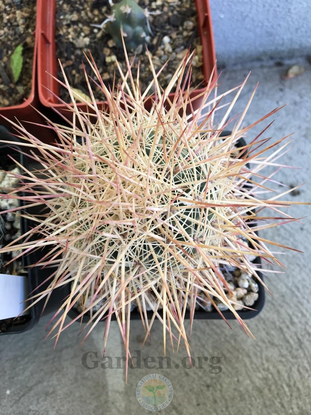 Photo of Johnson's Little Barrel Cactus (Sclerocactus johnsonii) uploaded by BlueOddish
