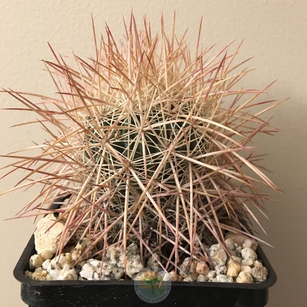 Photo of Johnson's Little Barrel Cactus (Sclerocactus johnsonii) uploaded by BlueOddish
