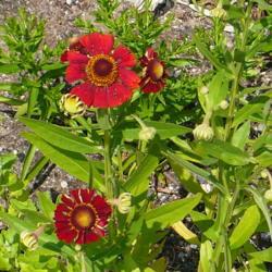 Location: Nora's Garden - Castlegar, B.C.
Date: 2018-07-25
- Red Jewel is beginning its month long bloom cycle.