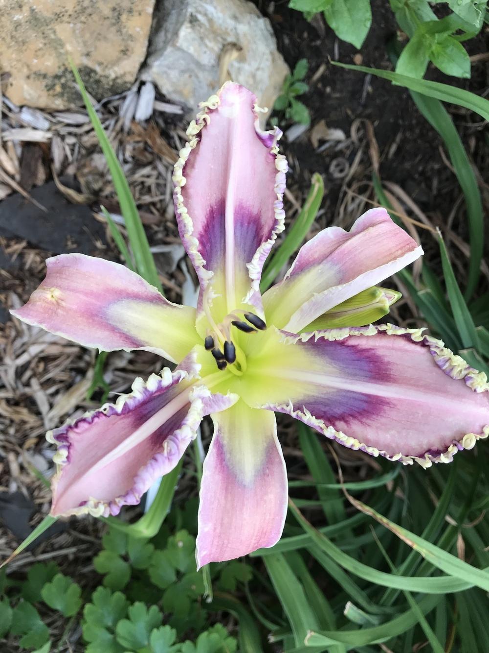 Photo of Daylily (Hemerocallis 'Entwined in the Vine') uploaded by Kansasqueen